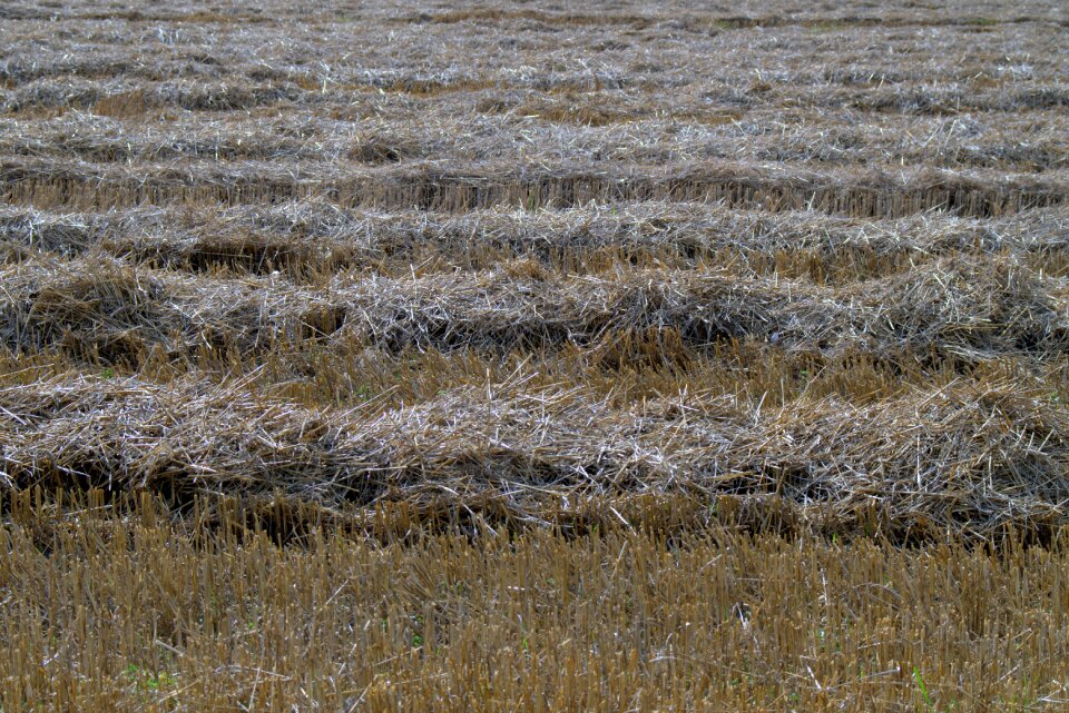 Corn field field crops