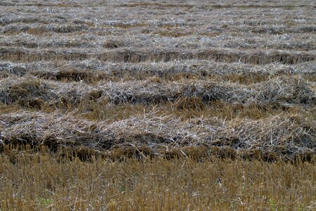 Corn field field crops