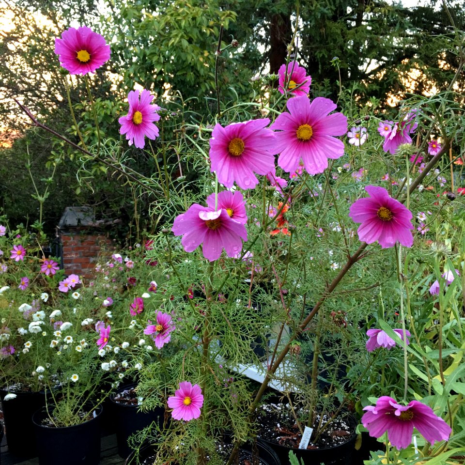 Cosmos bipinnatus IMG 7351