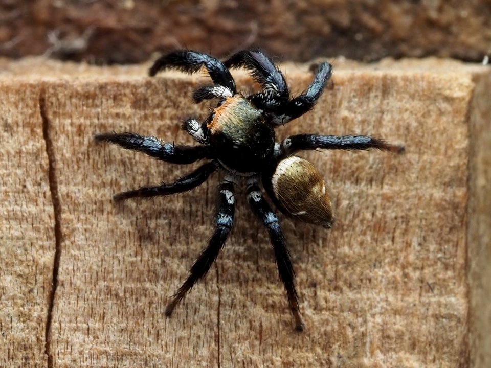Corythalia parvula 133797409