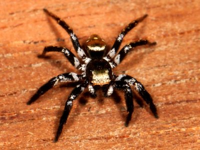 Corythalia parvula 144243157