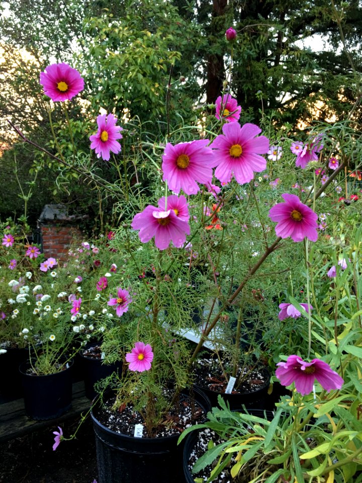 Cosmos bipinnatus IMG 7350