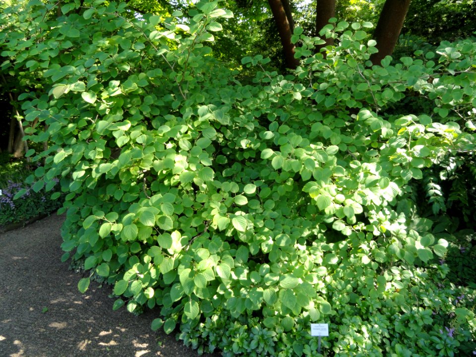 Corylopsis spicata - Botanischer Garten, Frankfurt am Main - DSC03335