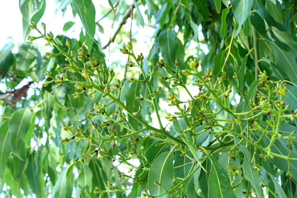 Corymbia torelliana (Eucalyptus torelliana) - Jardín Botánico de Barcelona - Barcelona, Spain - DSC08936