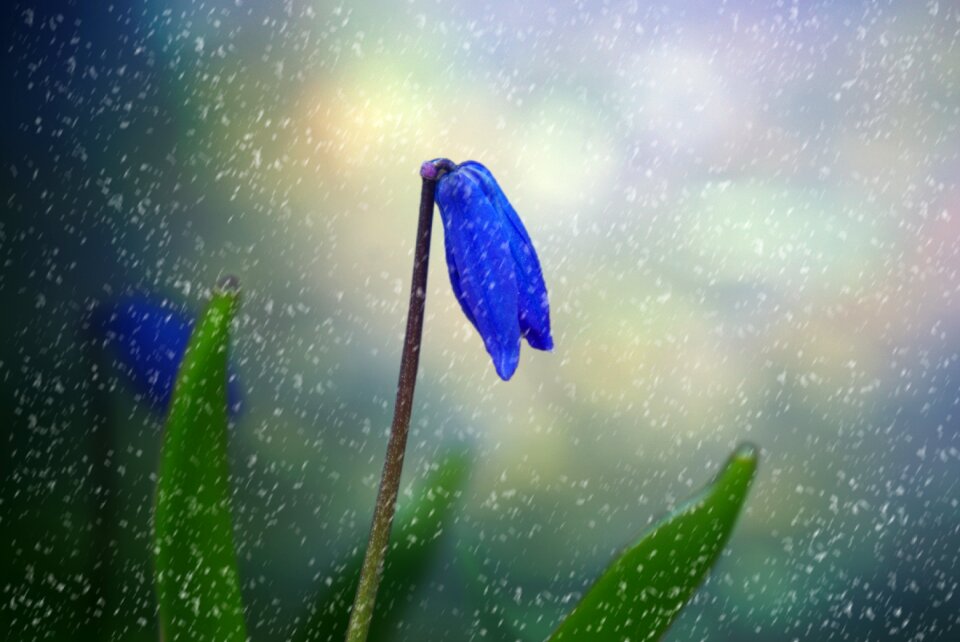 Garden blue spring