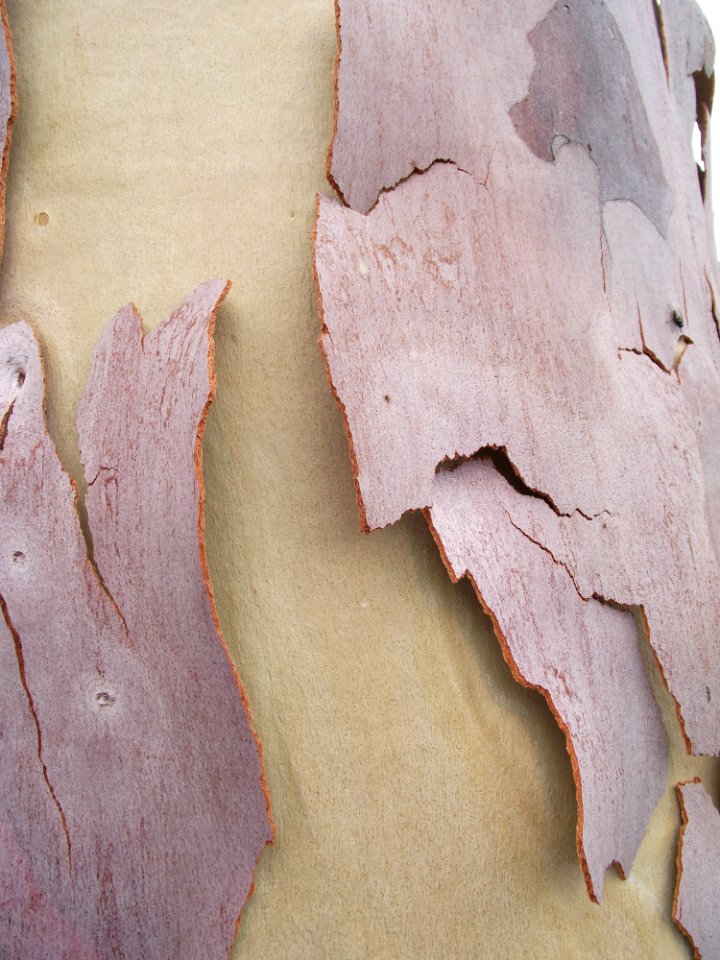 Corymbia citriodora bark