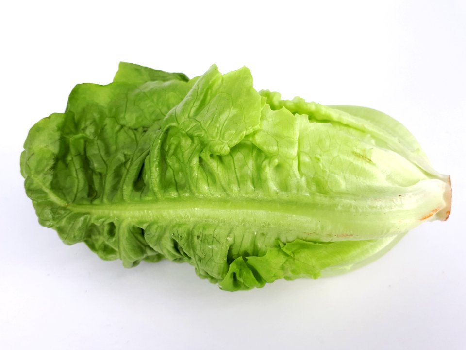 Cos lettuce 2017 A1