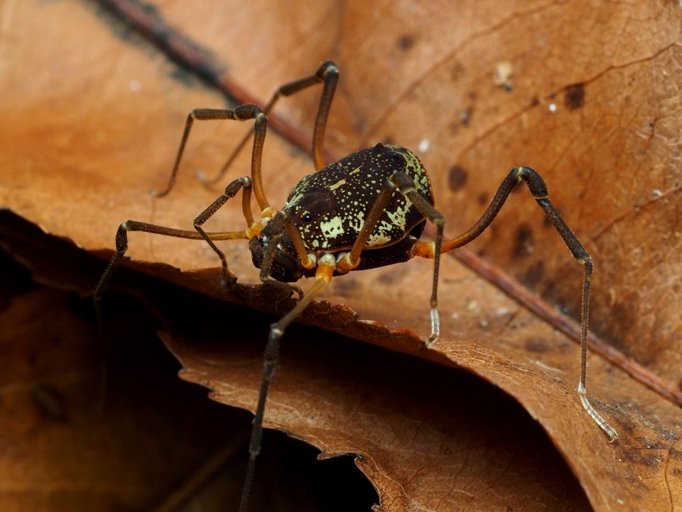 Cosmetidae 105940579