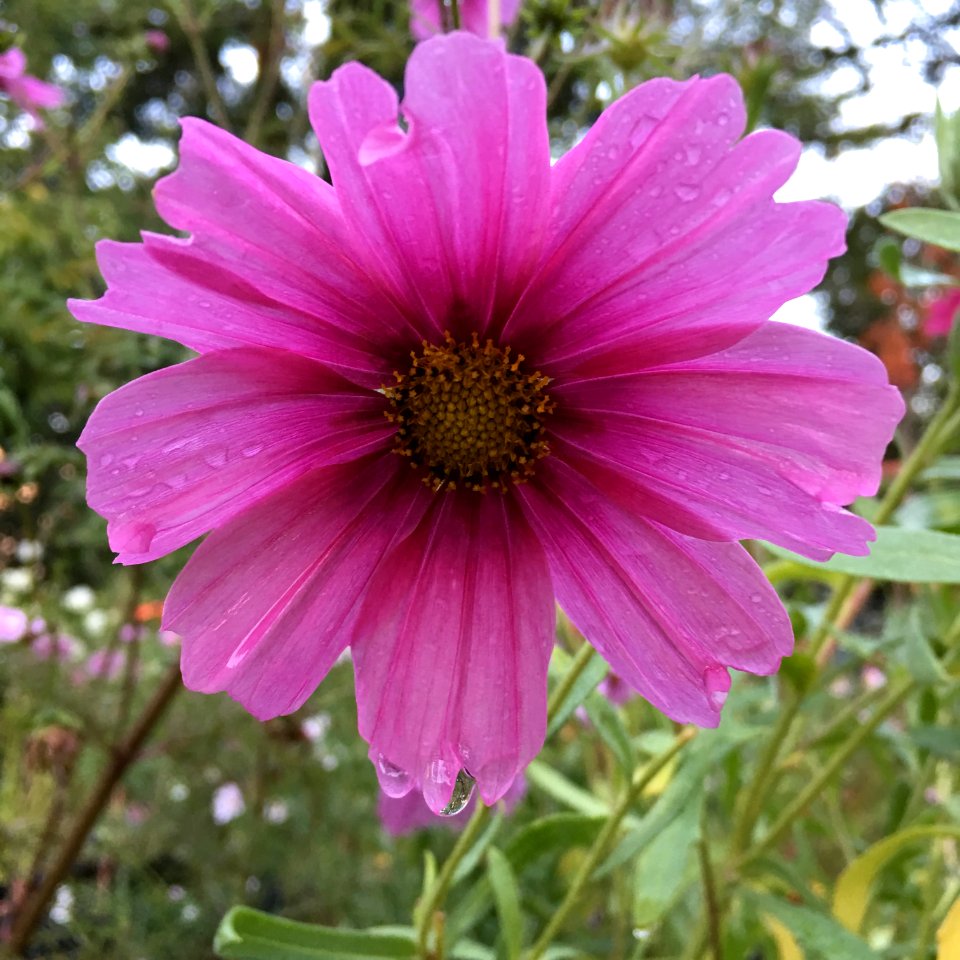 Cosmos bipinnatus IMG 7361
