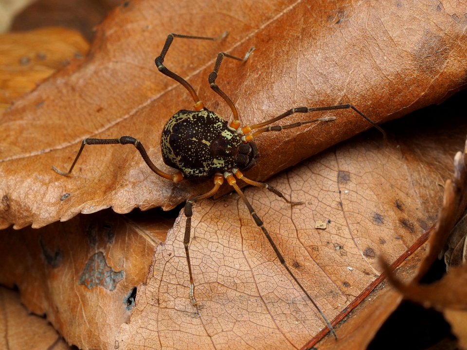 Cosmetidae 105940551