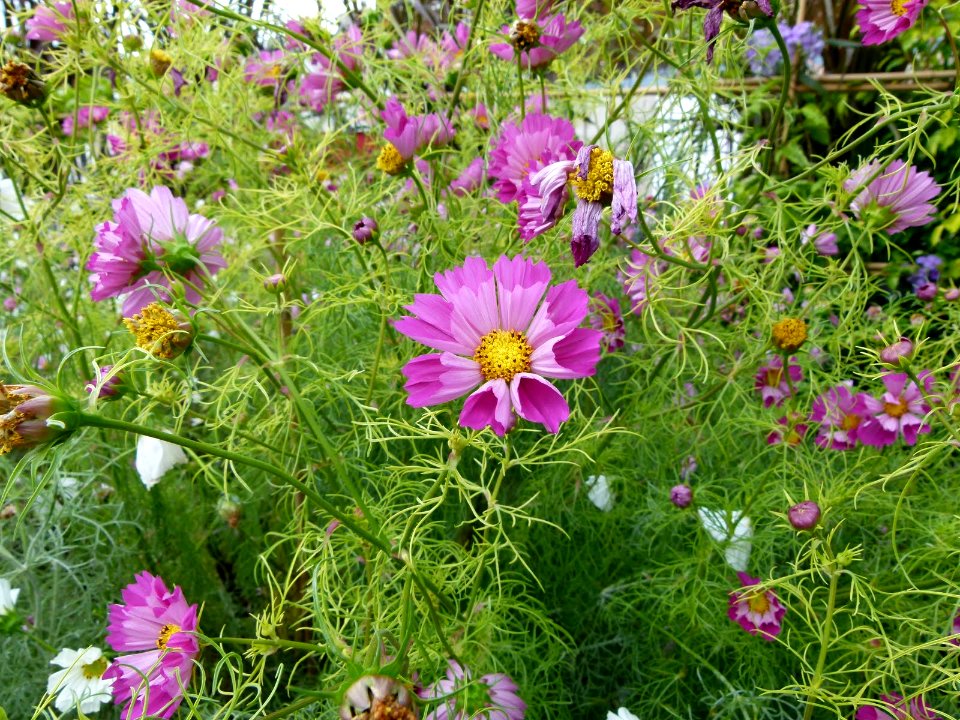 Cosmos bipinnatus serres du Luxembourg