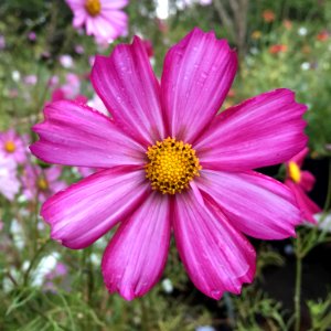 Cosmos bipinnatus IMG 7405--