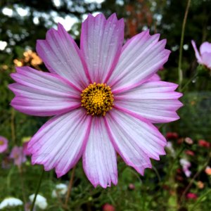 Cosmos bipinnatus IMG 7370---