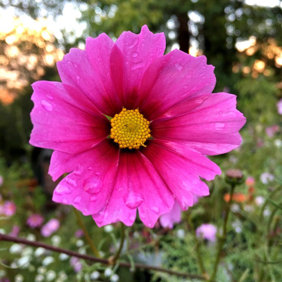 Cosmos bipinnatus IMG 7363