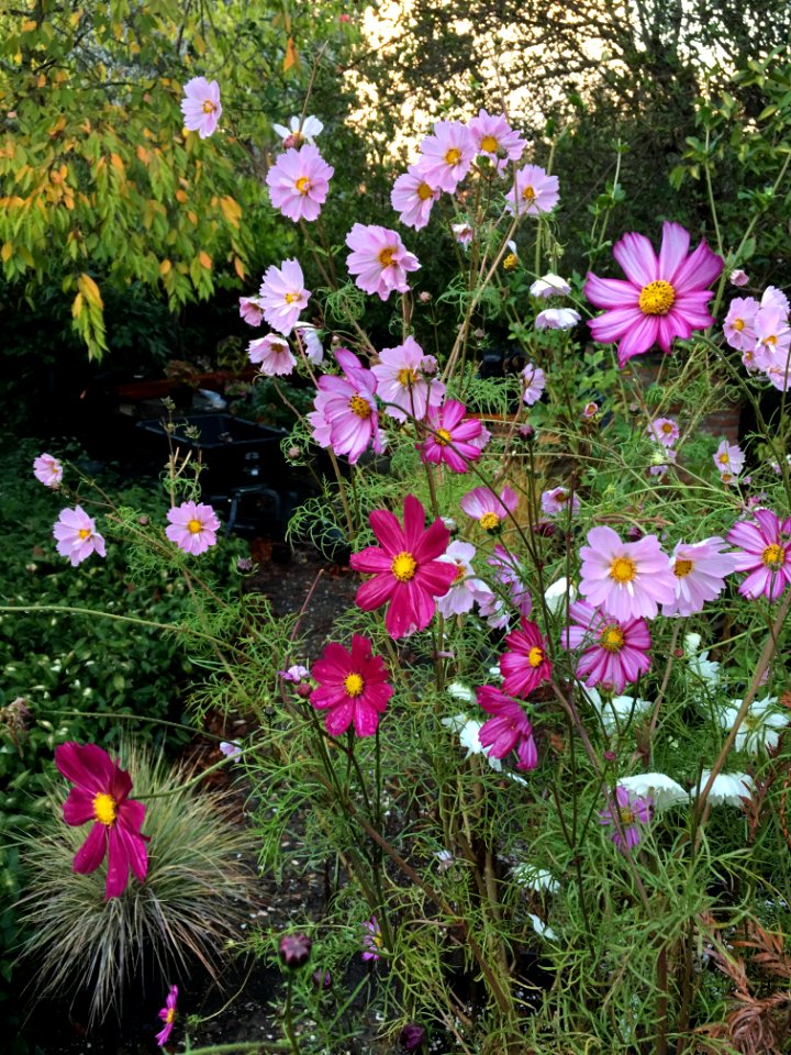Cosmos bipinnatus IMG 7379