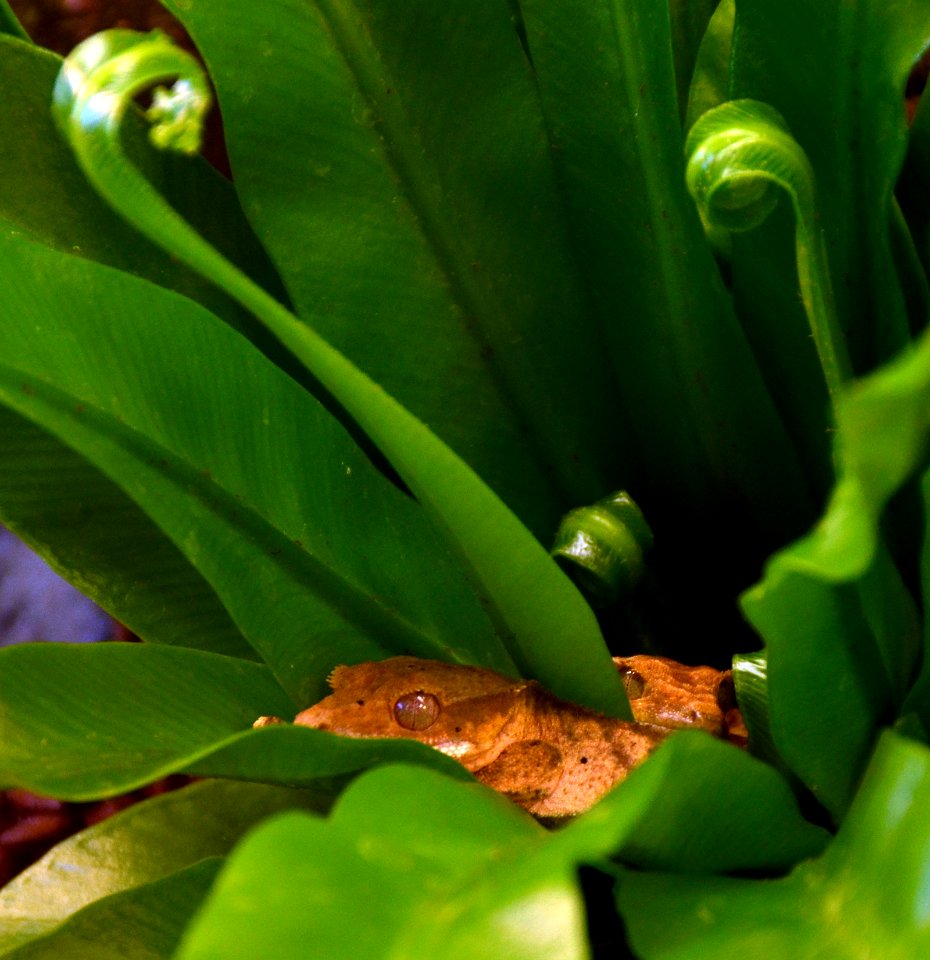 Correlophus ciliatus Genève 24102014 A