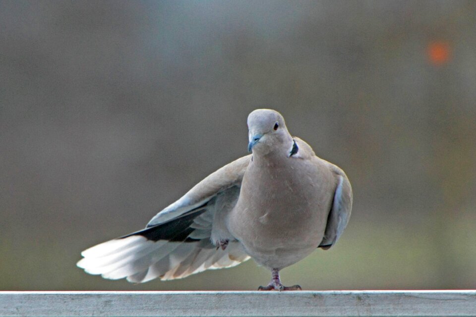 Plumage bird cold