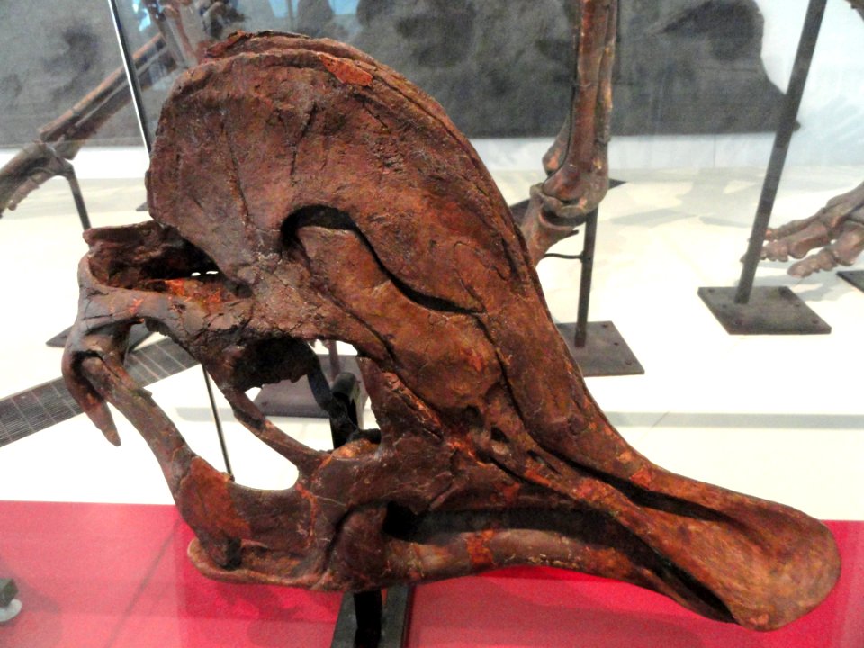 Corythosaurus cauarius, sub-adult skull and jaws, Dinosaur Provincial Park, Alberta, Canada, Late Cretaceous - Royal Ontario Museum - DSC00026