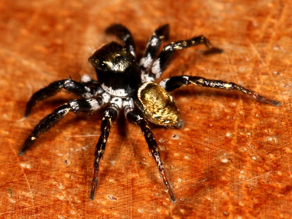 Corythalia parvula 144243217
