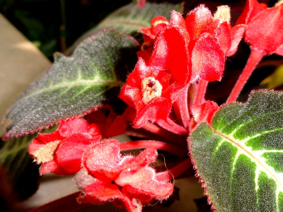 Corytoplectus cutucuensis - United States Botanic Garden - DSC09604