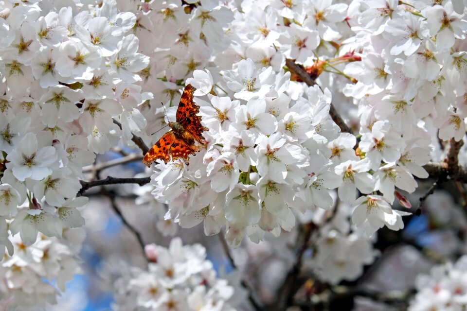 Flower tree spring japanese flowering cherry