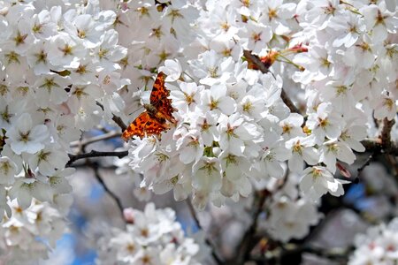 Flower tree spring japanese flowering cherry photo