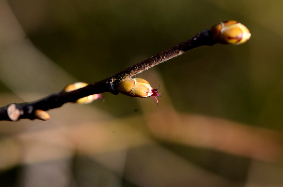Corylus avellana female
