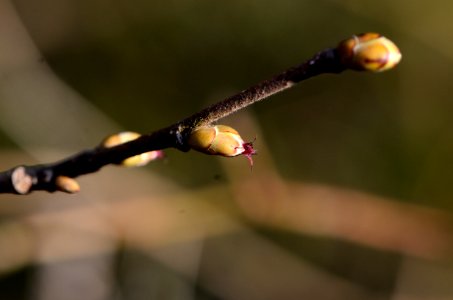 Corylus avellana female