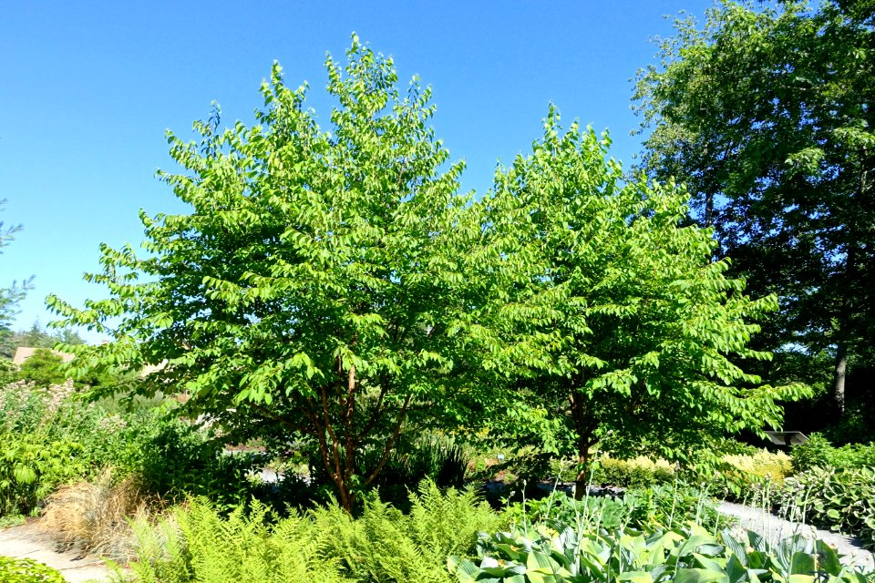 Corylus fargesii - Coastal Maine Botanical Gardens - DSC03202