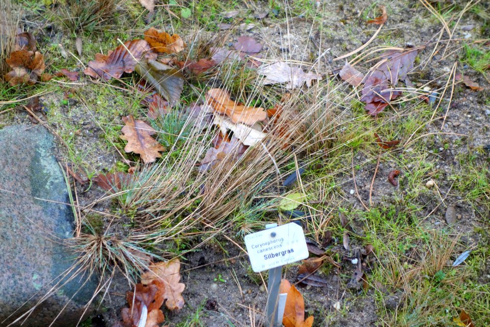 Corynephorus canescens - Botanischer Garten, Dresden, Germany - DSC08705