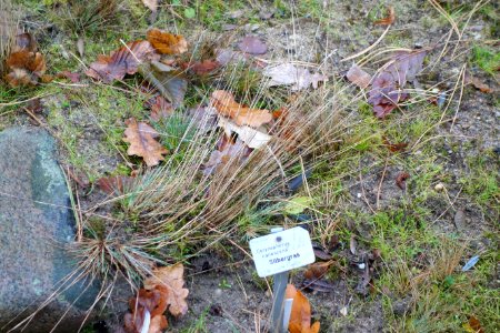Corynephorus canescens - Botanischer Garten, Dresden, Germany - DSC08705