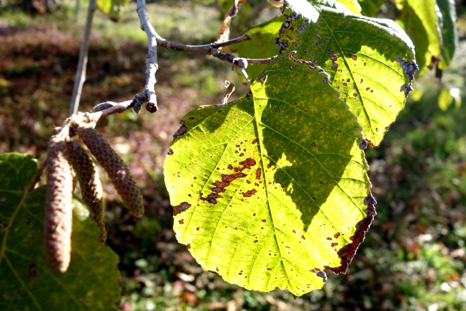 Corylus yunnanensis - Quarryhill Botanical Garden - DSC03770