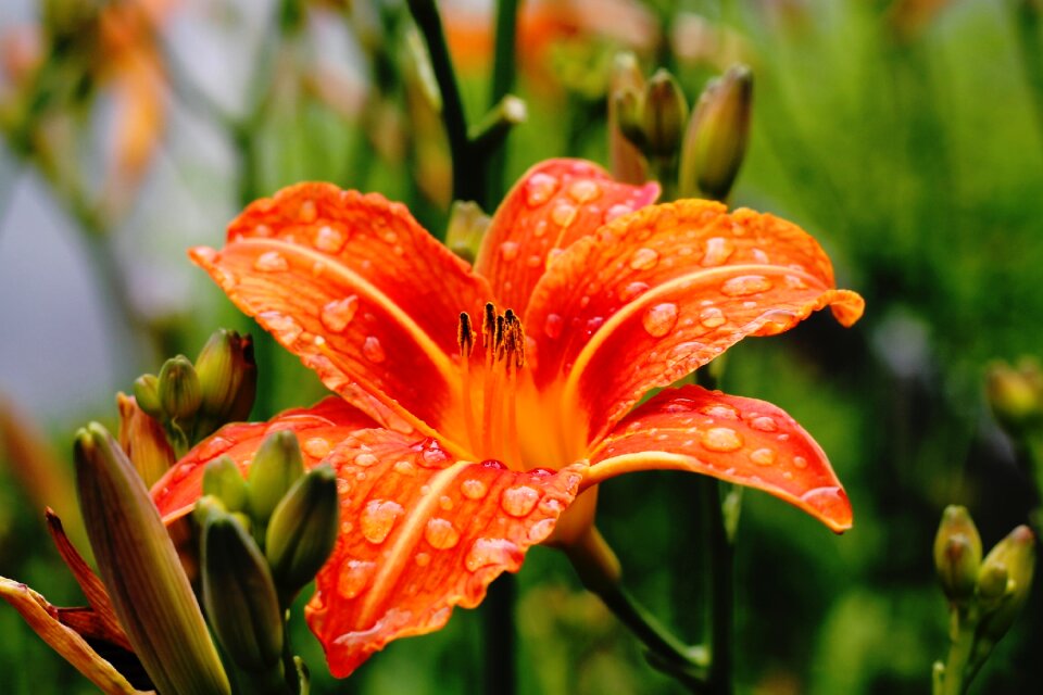 Macro wet petals