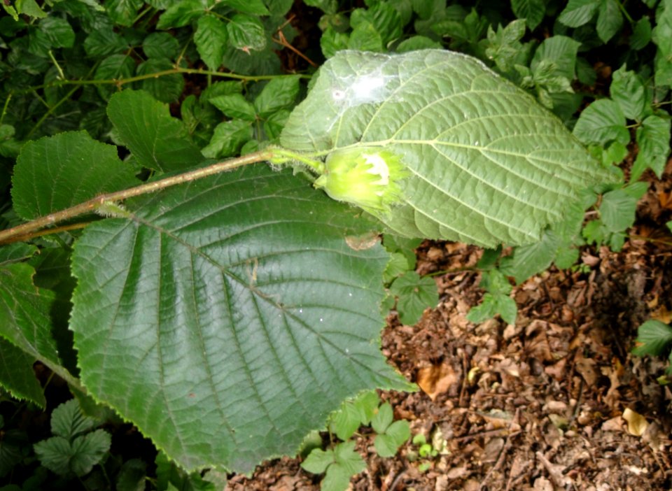 Corylus avellana - Botanischer Garten, Frankfurt am Main - DSC02598