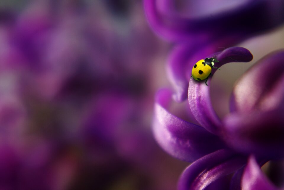 Macro flower plant