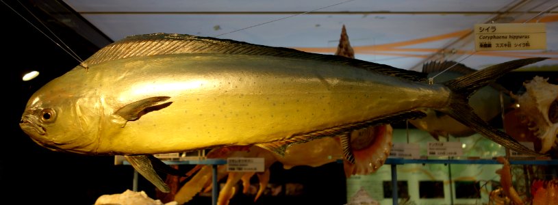 Coryphaena hippurus - National Museum of Nature and Science, Tokyo - DSC06879