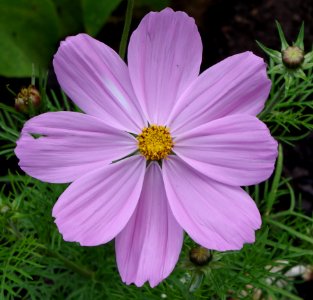 Cosmos mauve - Parc floral
