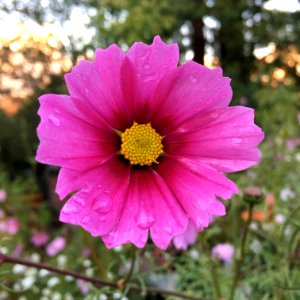 Cosmos bipinnatus IMG 7364---