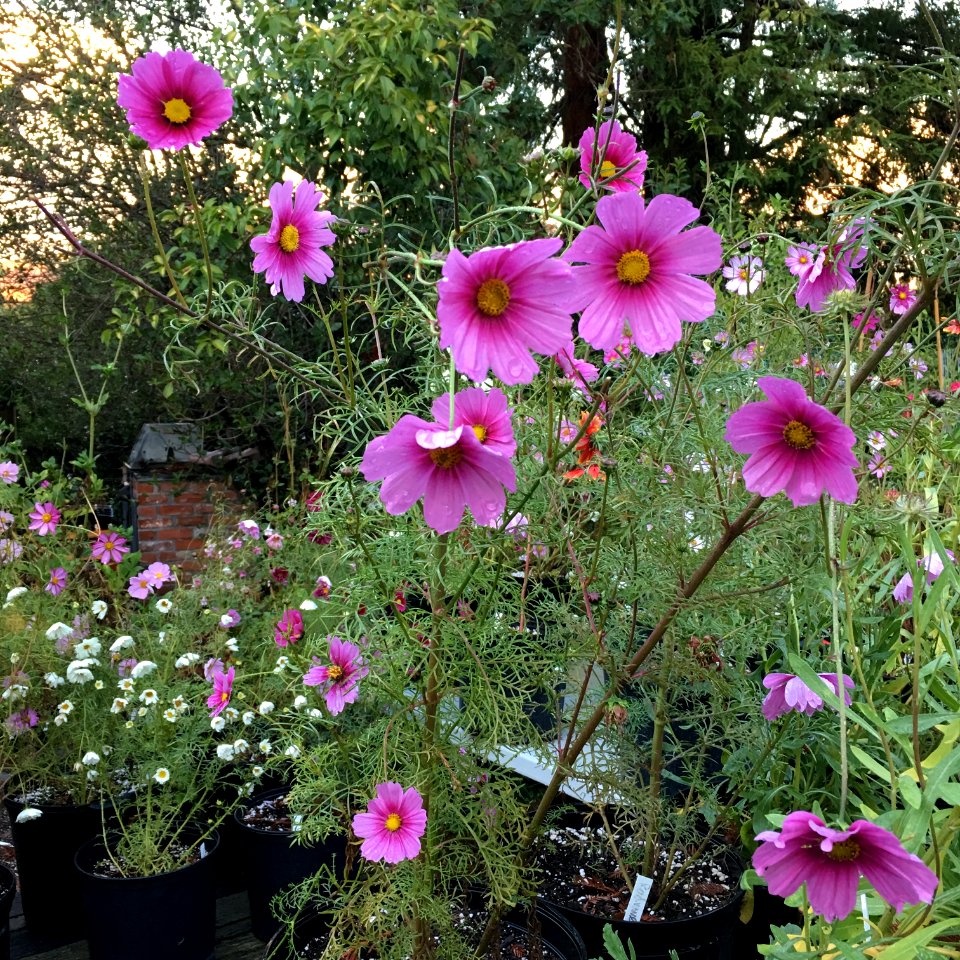 Cosmos bipinnatus IMG 7352