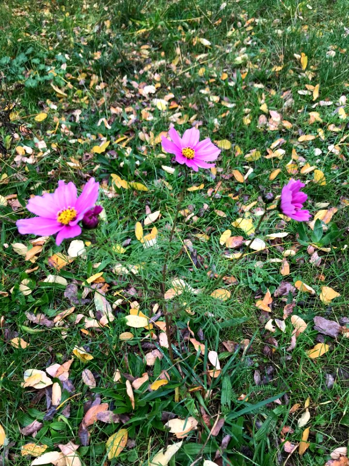 Cosmos bipinnatus 55075713