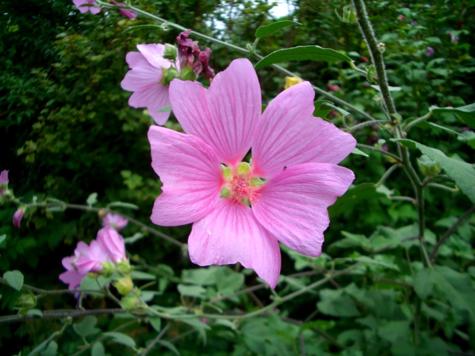 Cosmos bipinnatus rosa Farbe