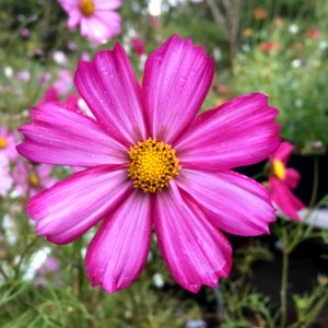 Cosmos bipinnatus IMG 7404---