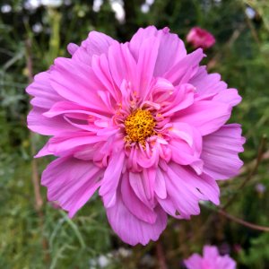 Cosmos bipinnatus cultivar IMG 5652