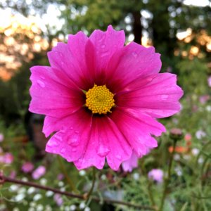 Cosmos bipinnatus IMG 7362