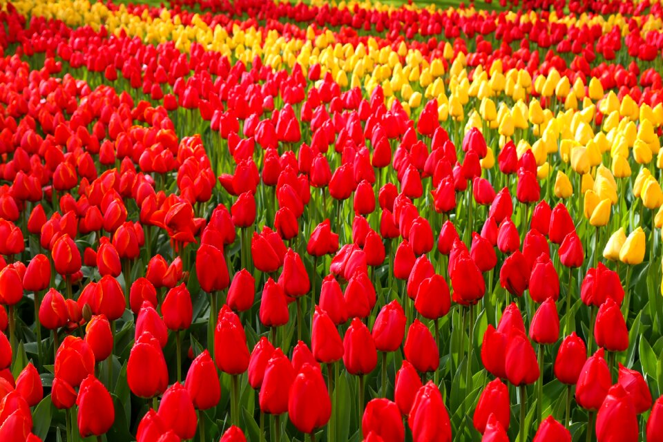 Plant tulip garden