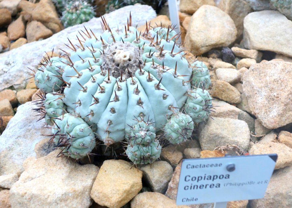 Copiapoa cinerea - Botanischer Garten, Dresden, Germany - DSC08849