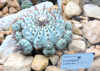 Copiapoa cinerea - Botanischer Garten, Dresden, Germany - DSC08849