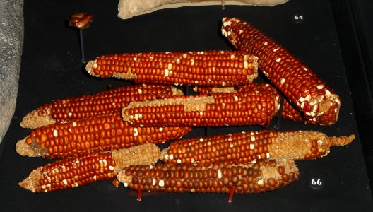 Corn cobs, San Juan Anasazi, Triangle Cave, Utah, 900-1300 AD - Natural History Museum of Utah - DSC07443