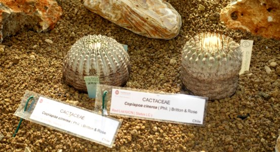 Copiapoa cinerea - Orto botanico - Rome, Italy - DSC09924