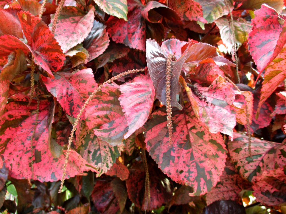 Copperleaf (Acalypha wilkesiana)